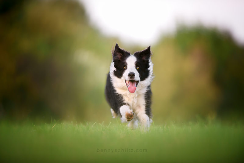 border collie action running